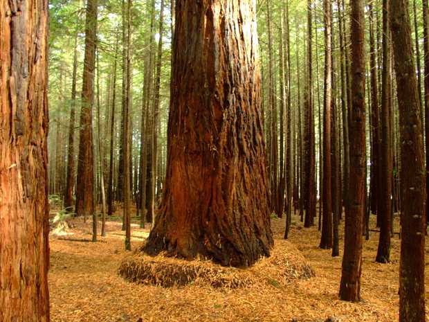 Giant Trees